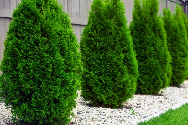 Arborvitae Planting in Bowie