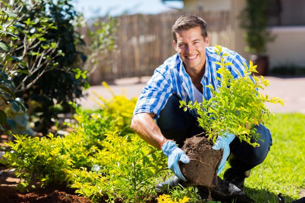 Bush Planting Service in Bowie
