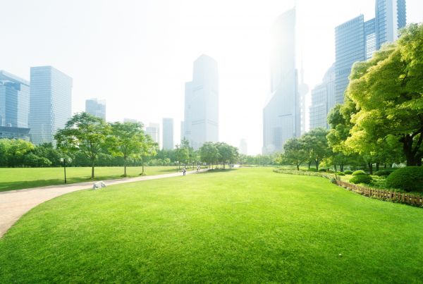 Commercial Landscape Maintenance in Bowie