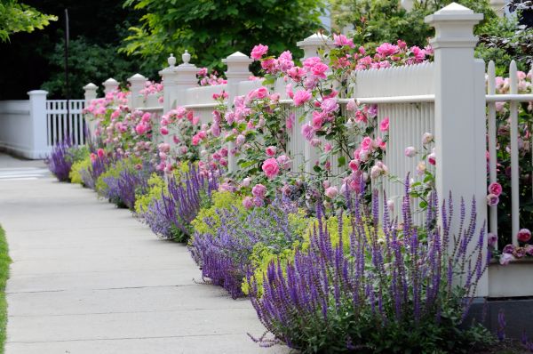 Garden Handyman Service in Bowie