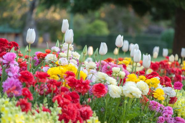 Gardening Service in Bowie