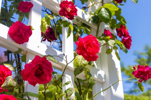 Home Gardening Service in Bowie