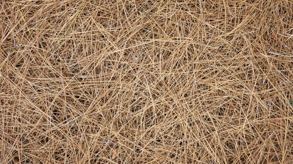 Pine Needles Delivery in Bowie