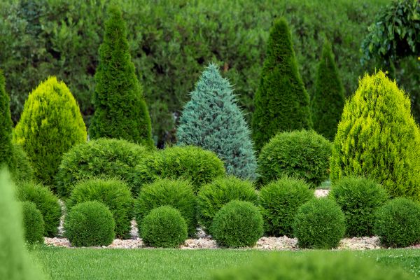Shrub Installation in Bowie