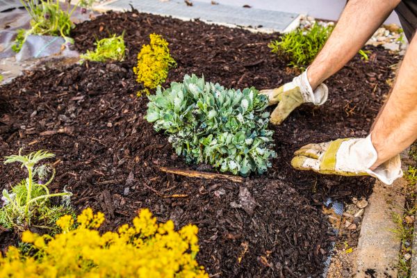 Weeding And Mulching in Bowie