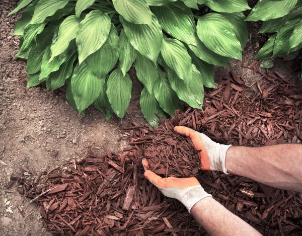 Shredded Mulch Service in Bowie
