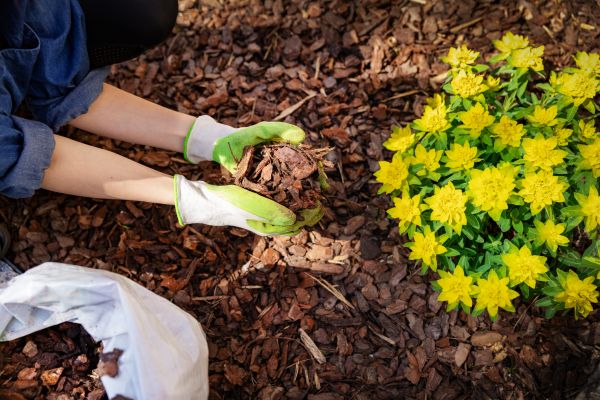 Pine Bark Mulch Installation in Bowie