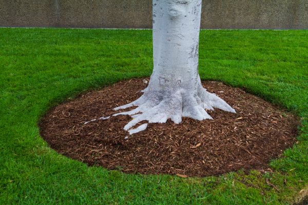 Brown Mulch Installation in Bowie