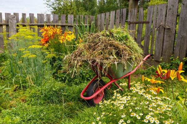 Garden Cleanup Service in Bowie
