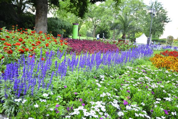 Perennials Planting in Bowie