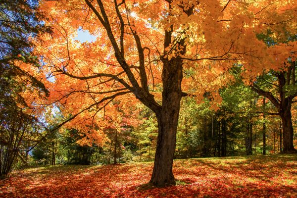 Maple Tree Planting in Bowie