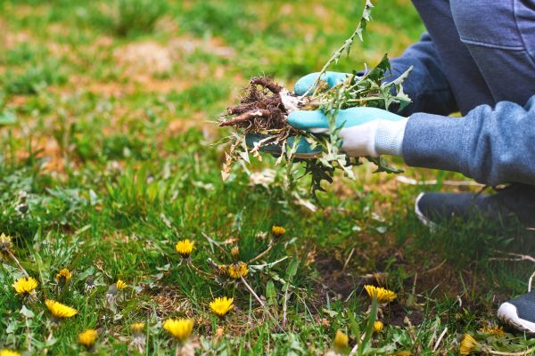 Flower Bed Clearing in Bowie