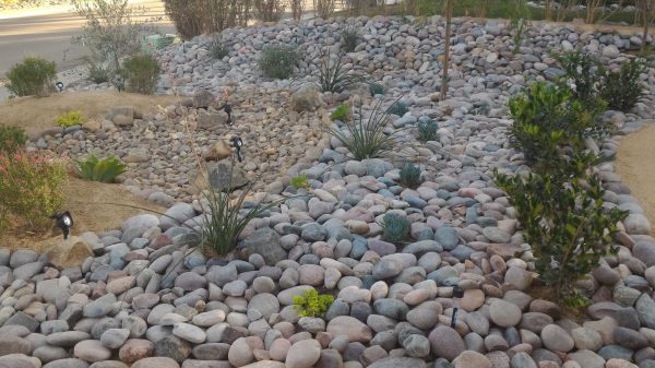Yard Xeriscaping in Bowie