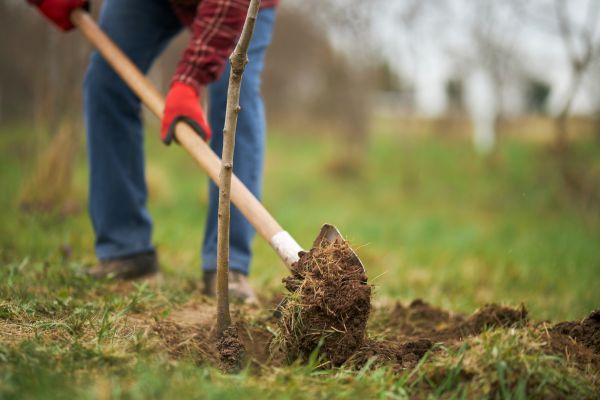 Trees Planting in Bowie