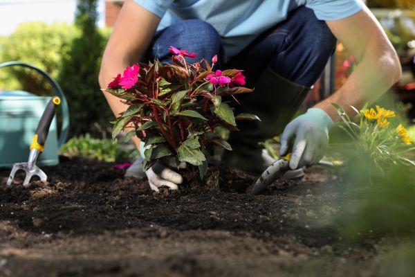 Plant Replacement in Bowie