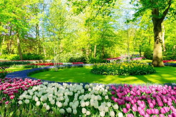 Flower Landscaping in Bowie