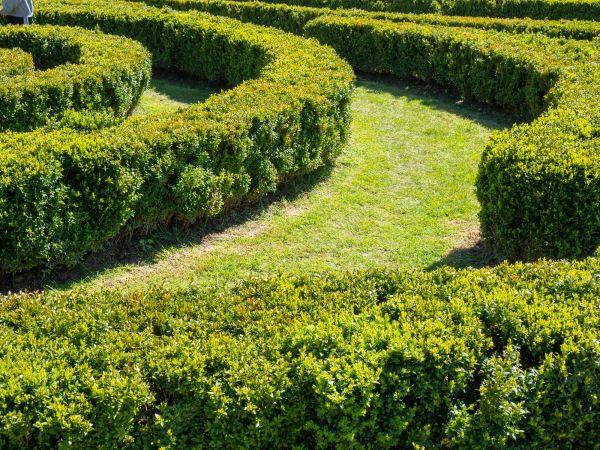 Bush Landscaping in Bowie
