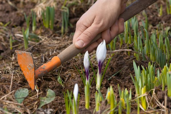 Flower Garden Weeding in Bowie