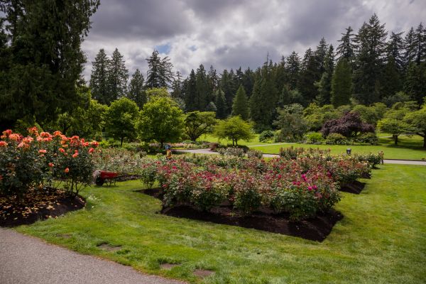 Flower Garden Landscaping in Bowie