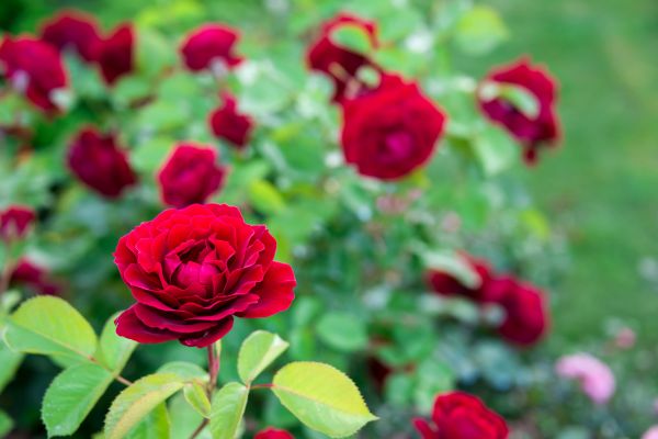 Rose Planting in Bowie