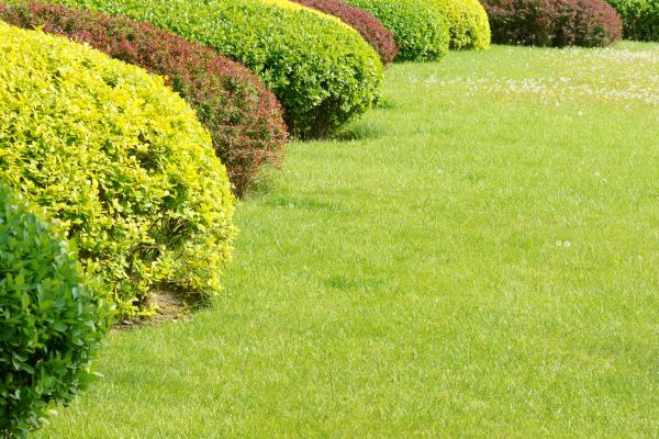 Shrubbery Planting in Bowie