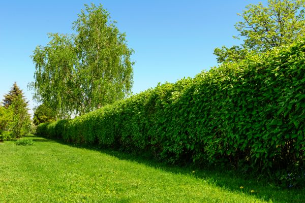 Hedge Replacement in Bowie