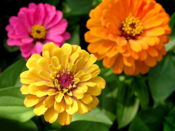 Zinnia Planting in Bowie