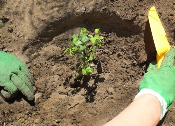 Rose Bush Planting in Bowie