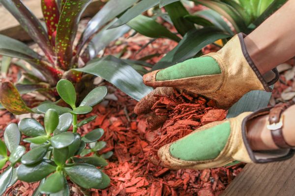 Residential Mulching in Bowie