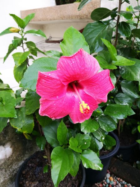 Hibiscus Planting in Bowie