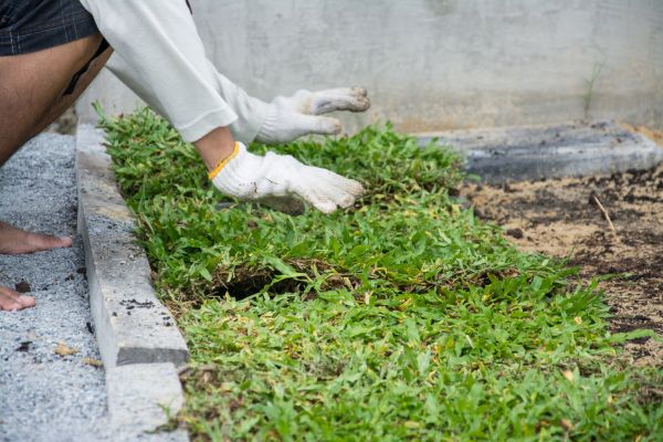 Ground Cover Planting in Bowie