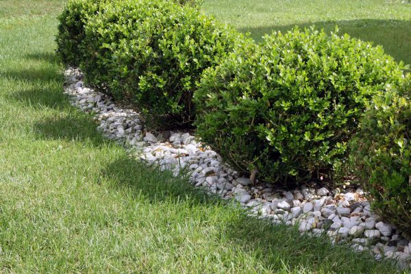 Boxwood Planting in Bowie